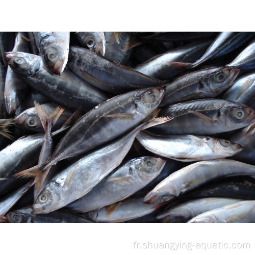 Frozen Seafrozen Horse MacKerel 25 cm pour l&#39;Afrique